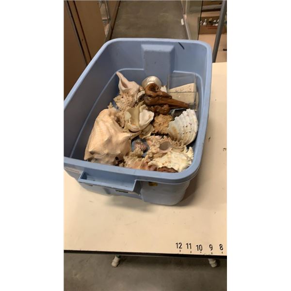 Large tote of various seashells