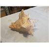 Image 8 : HARLEY DAVIDSON PIGGY BANK AND CONCH SHELL PIGGY BANK - PIGBANK HAS CHIP IN TAIL AND FOOT