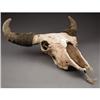 Image 1 : LARGE OLD AMERICAN BUFFALO SKULL/BISON The Bis
