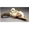 Image 2 : LARGE OLD AMERICAN BUFFALO SKULL/BISON The Bis