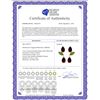 Image 2 : Genuine 13.6 ctw Garnet & Peridot Earrings 14KT White Gold - REF-64T4A