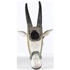 Image 2 : An Indian Carved Wood Bull Head