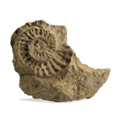 A Fossilized Rock Impression of an Ammonite