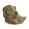 Image 1 : A Fossilized Rock Impression of an Ammonite