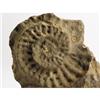 Image 3 : A Fossilized Rock Impression of an Ammonite