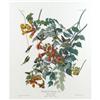 Image 1 : An Audubon Double Elephant Folio Print: Ruby Th