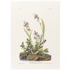 Image 1 : JOHN JAMES AUDUBONField Sparrow (Plate CXXXIX)Ha