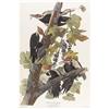 Image 1 : JOHN JAMES AUDUBONPileated Woodpeckers (Plate CX