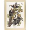 Image 4 : JOHN JAMES AUDUBONPileated Woodpeckers (Plate CX