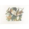 Image 1 : JOHN JAMES AUDUBONBlack-Billed CuckooHand-colore