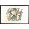 Image 4 : JOHN JAMES AUDUBONBlack-Billed CuckooHand-colore
