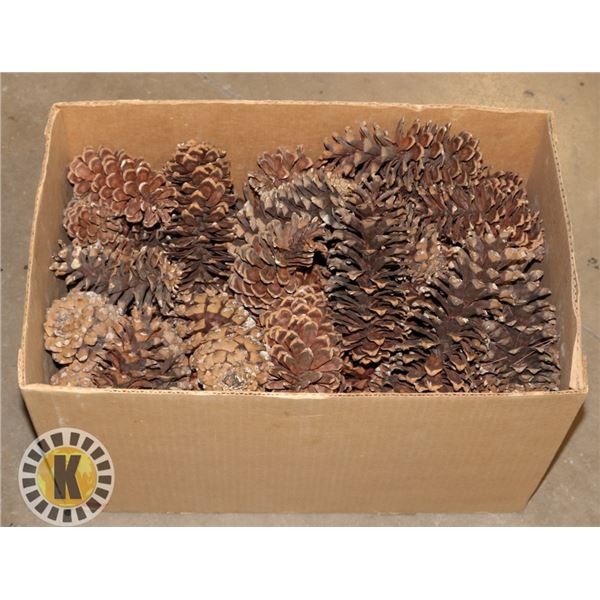 BOX OF DIFFERENT SIZE PINECONES