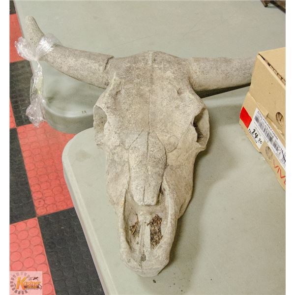 STEER HORN SKULL. DECOR