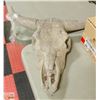 Image 1 : STEER HORN SKULL. DECOR