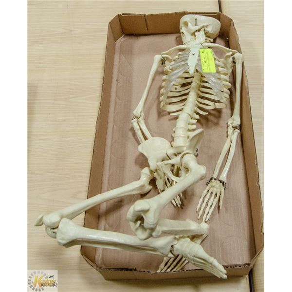 COMPLETE SKELETON, 30" LONG