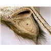 Image 6 : A MIXED MEDIA CEREMONIAL MASK