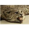 Image 2 : TAXIDERMY LYNX PELT