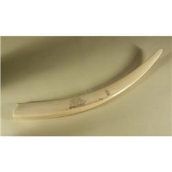 WALRUS TUSK WITH SCRIMSHAW SCHOONER SHIP