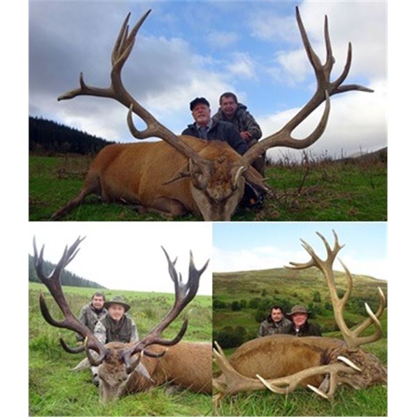 Red Stag Hunt in Scotland