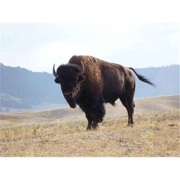 Bison Hunt in Montana