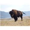 Image 1 : Bison Hunt in Montana