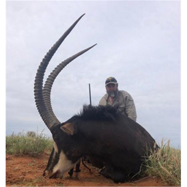 Two Sable Hunt for Two in South Africa