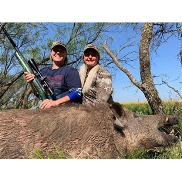 Feral Pig Hunt in Texas