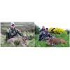 Image 2 : Roe Deer Hunt in Scotland