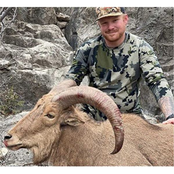 Aoudad Sheep Hunt in New Mexico
