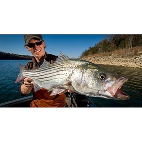 Striped Bass Fishing on Lake Mead