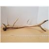 Image 1 : 5 point elk antler shed