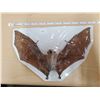 Image 1 : Taxidermy bat 9.5x6"