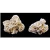 Image 1 : 2 Desert Rose Rock Specimens