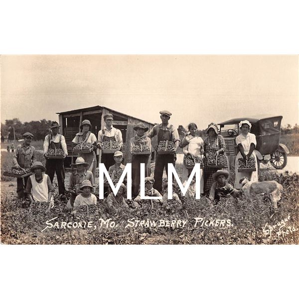 Strawberry Pickers Sarcoxie, Missouri Sprague Photo Postcard