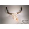 Image 1 : Bleach skull with horns. Note: Not Available For Shipping. Local Pickup Only