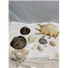 Image 1 : Lot of shells