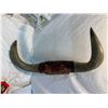 Image 1 : Horns