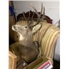 Image 1 : Deer head