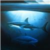 Image 2 : Wyland, "Great White Sharks" Limited Edition Lithograph, Numbered and Hand Signed with Letter of Aut