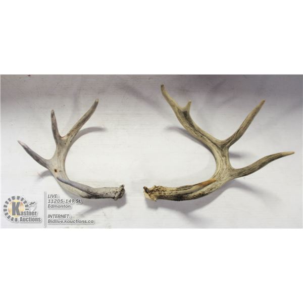 LOT OF 2 NATURALLY SHED ANTLERS.