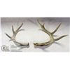 Image 1 : LOT OF 2 NATURALLY SHED ANTLERS.