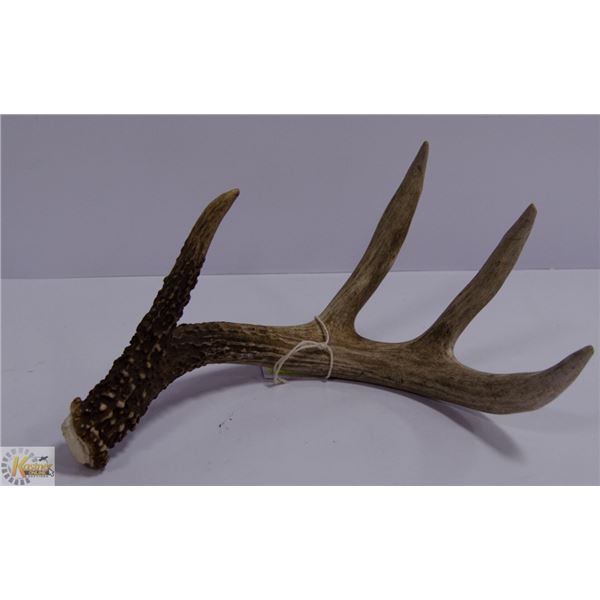 DEER ANTLER