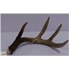 Image 1 : DEER ANTLER