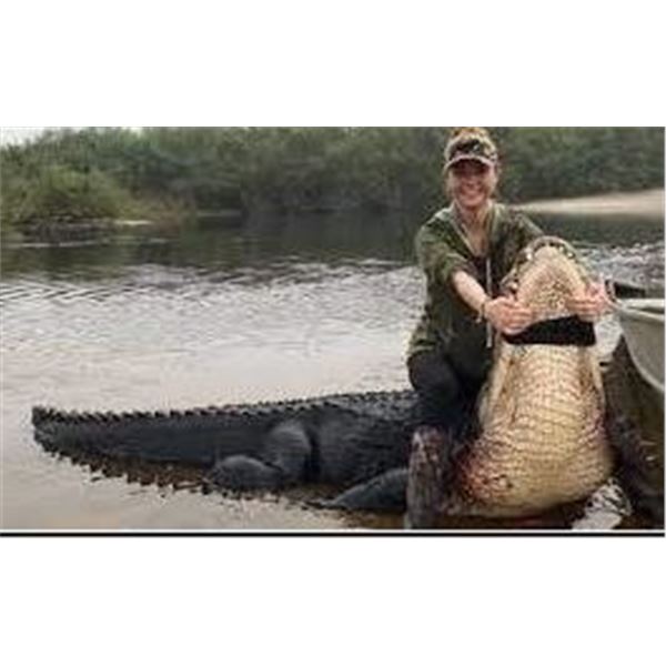 Florida Alligator up to 10'11"