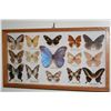 Image 2 : MOUNTED BUTTERFLIES (FRAMED 18 1/4" X 10" & 18 1/2 X 14") (2 PCS)