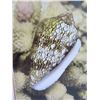 Image 2 : Framed Photographic Art: Shell, Signed 18 x 22