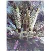 Image 2 : Framed Photographic Art: Coral, Signed 17 x 20.5