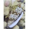 Image 2 : Framed Photographic Art: Shell, Signed 18 x 22