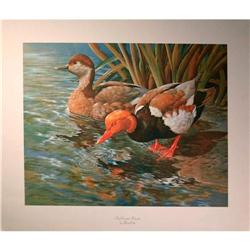 Red Crested Pochards Litho- Basil Ede #1857428