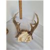 Image 4 : Gold cast of an Elk and a small set of Deer Antlers.